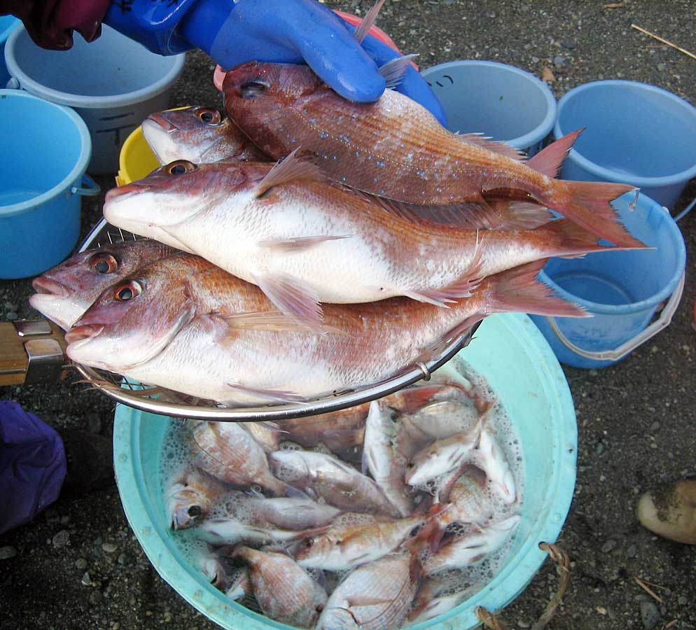 地引き網で穫れた魚