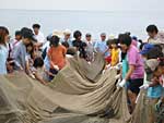 神奈川県の地曳き網